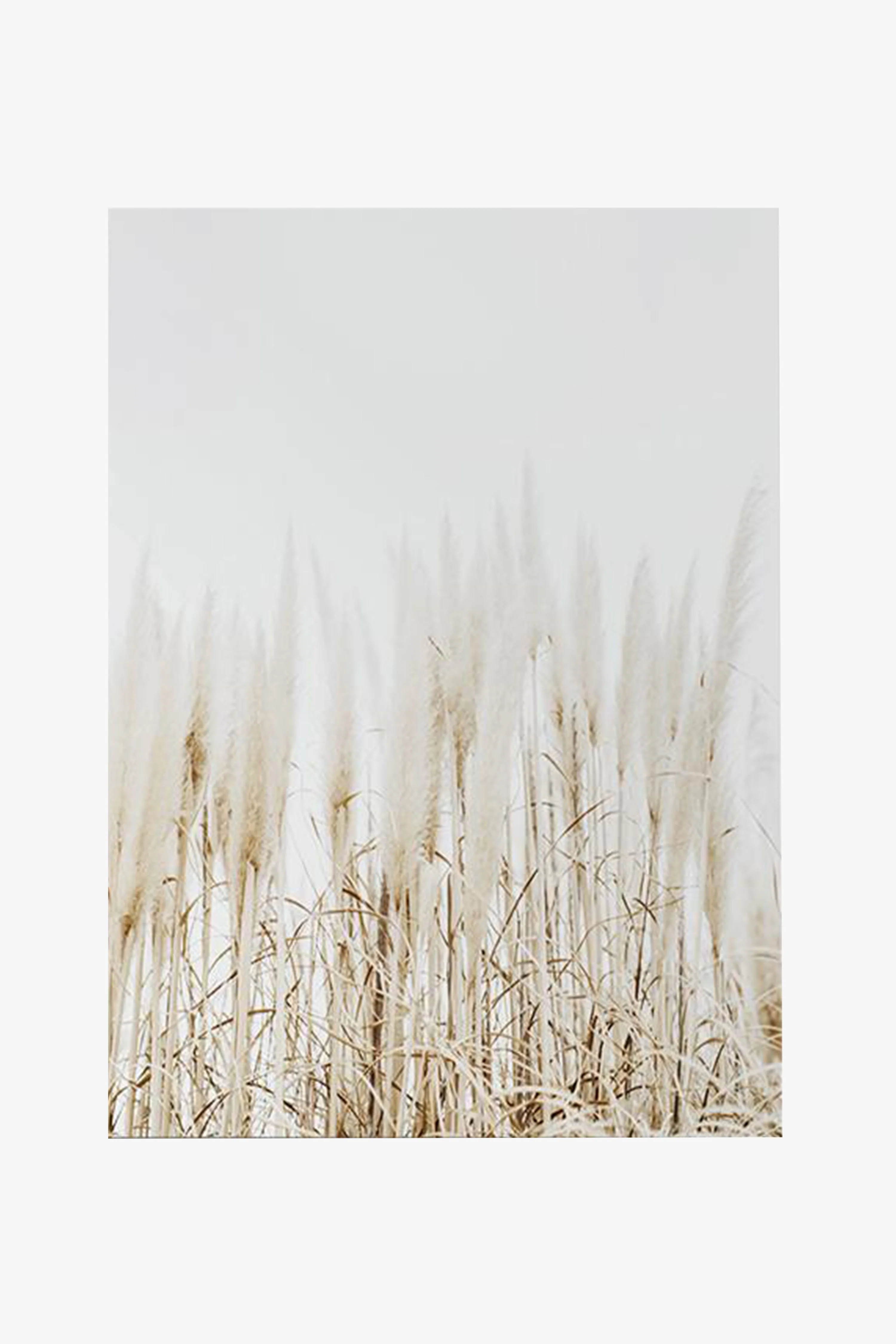 Pampass Grass Natural Framed A2 Print
